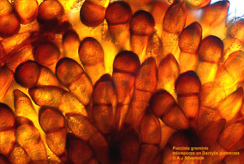 Puccinia_graminis_teliospores.png